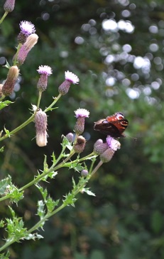 Peacock butterfly on thistles